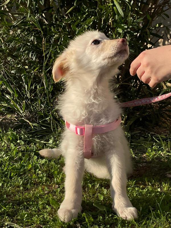 Ninfa, la cucciola rimasta sola Foto 3